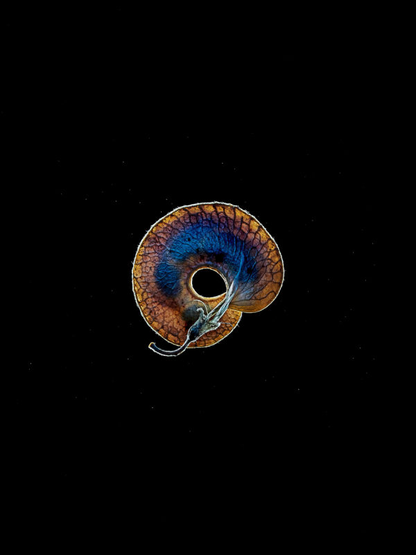 FABACEAE — <span class="u-italic400">Medicago arborea</span> L.  
Moon trefoil
© Thierry Ardouin / Tendance Floue / MNHN